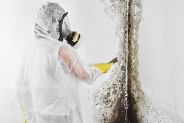 Best Industrial Mold Remediation in Brentwood, MO
