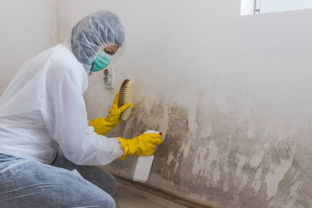 Reliable Brentwood, MO Mold Remediation Solutions
