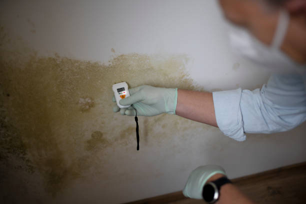 Best Crawl Space Mold Remediation in Brentwood, MO