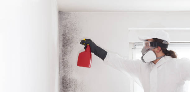Best Commercial Mold Remediation in Brentwood, MO