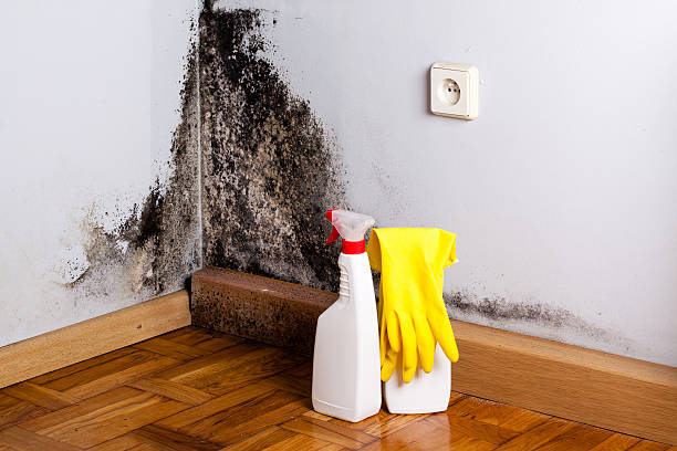 Best Post-Flood Mold Remediation in Brentwood, MO