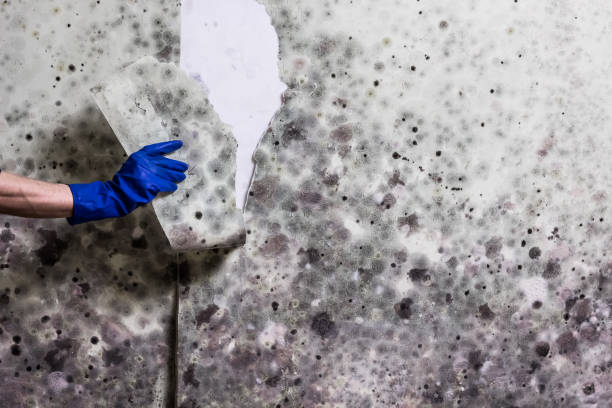 Best Industrial Mold Remediation in Brentwood, MO